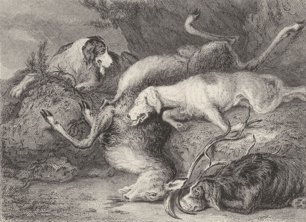 DOGS. 'Stag Hunting (over a precipice) . (Edward Jesse) 1888 old antique print